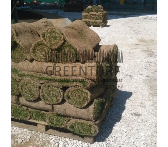 Озеленение придомовой территории - фото - 10