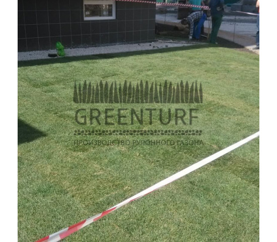 Озеленение придомовой территории - фото - 1